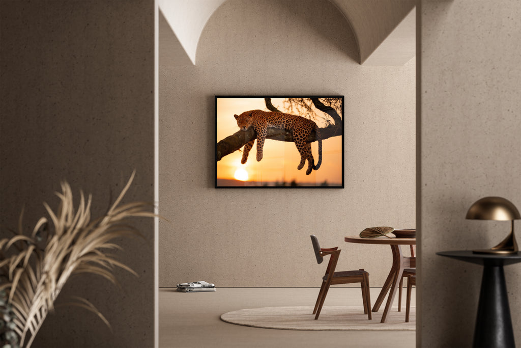 Paws and Reflect – ruhender Leopard Afrika-Sonnenuntergang Ast | Safari-Fotografie-Stil – Poster im Wohnbereich